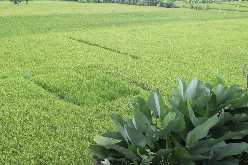 Heaven Villa Ubud Bagian luar foto